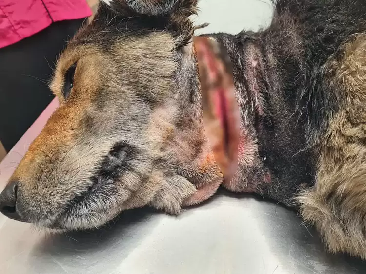 Σοκ στην Πιερία: Σκύλος Σώθηκε από Εθελόντρια μετά από Περιστατικό Κακοποίησης