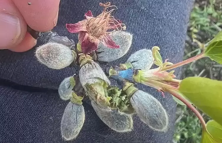 Τι είναι ο «θύλακας ψύχους» που μπορεί να αλλάξει τις καλλιέργειες στον μακεδονικό κάμπο