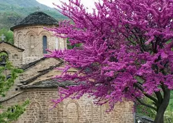 Το δέντρο που κρεμάστηκε ο Ιούδας