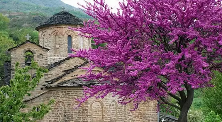 Το δέντρο που κρεμάστηκε ο Ιούδας