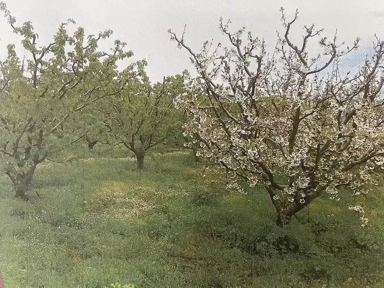Ζημιές στις καλλιέργειες κερασιών στο Δήμο Πύδνας – Κολινδρού