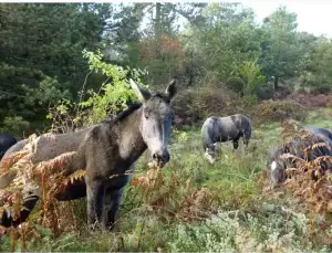 Φωτογραφική ομάδα Κατερίνης: Έκθεση φωτογραφίας με θέμα «Στην αγκαλιά της φύσης».
