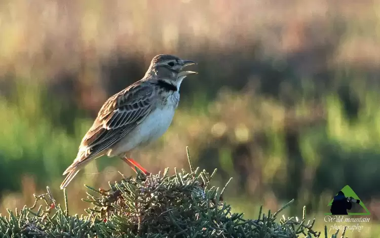 Γαλιάντρα, το πουλί που τραγουδάει την άνοιξη