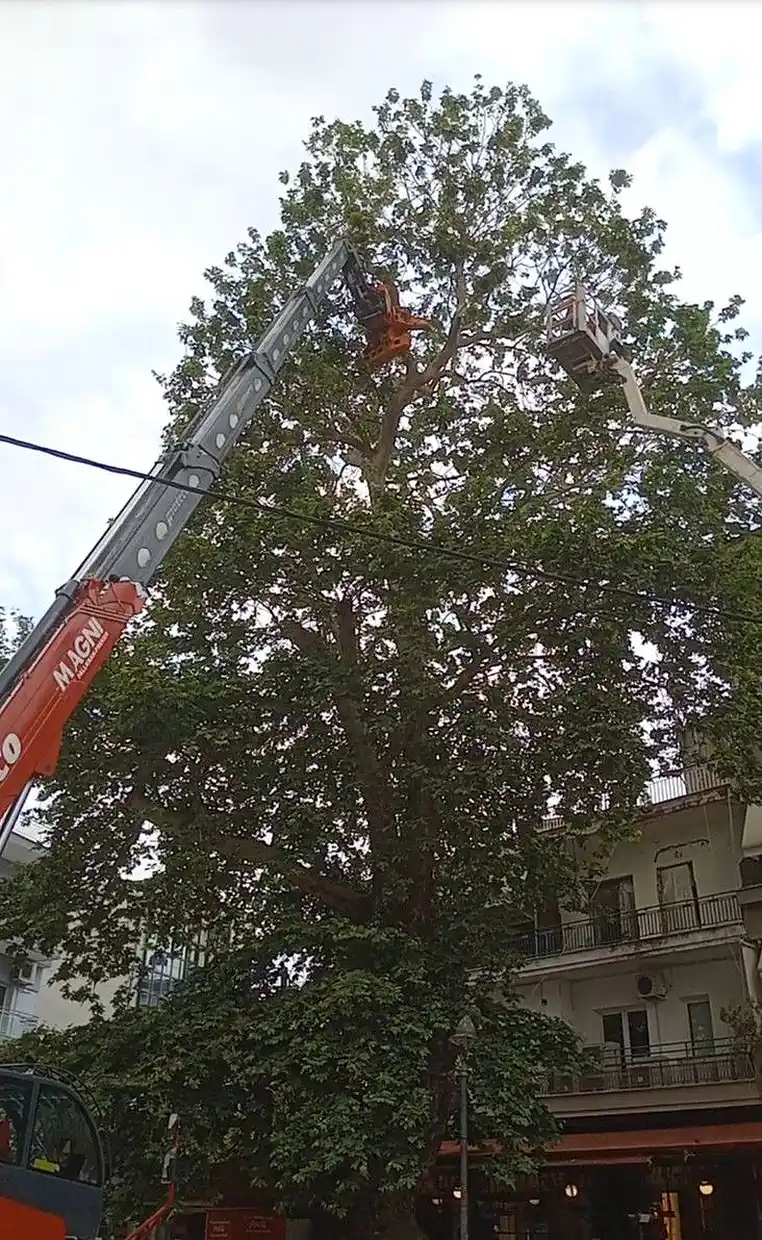 Κατερίνη: Προληπτικές κλαδεύσεις δέντρων στο Σιντριβάνι και στο Δημοτικό Πάρκο