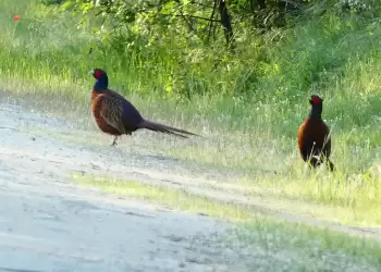 Η ΚΟΜΑΘ έδωσε και φέτος το παρόν στην κοιτίδα του κολχικού φασιανού στο Νέστο Η ΚΟΜΑΘ έδωσε και φέτος το παρόν στην κοιτίδα του κολχικού φασιανού στο Νέστο