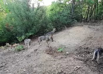 ΚΟΜΑΘ: Προβληματισμοί για τη μετεγκατάσταση λύκων από την Πάρνηθα στη Βόρεια Ελλάδα ΚΟΜΑΘ: Προβληματισμοί για τη μετεγκατάσταση λύκων από την Πάρνηθα στη Βόρεια Ελλάδα