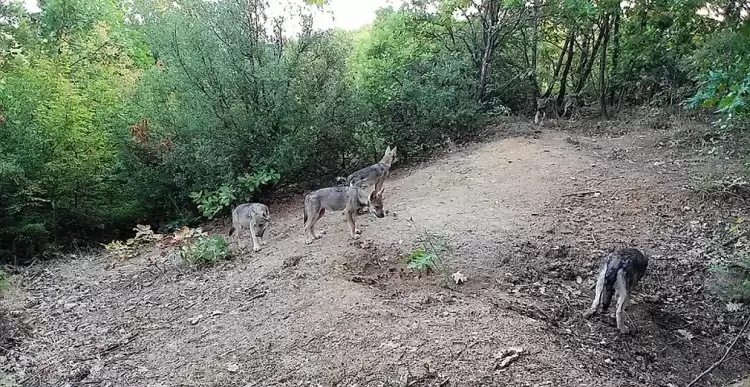 ΚΟΜΑΘ: Προβληματισμοί για τη μετεγκατάσταση λύκων από την Πάρνηθα στη Βόρεια Ελλάδα