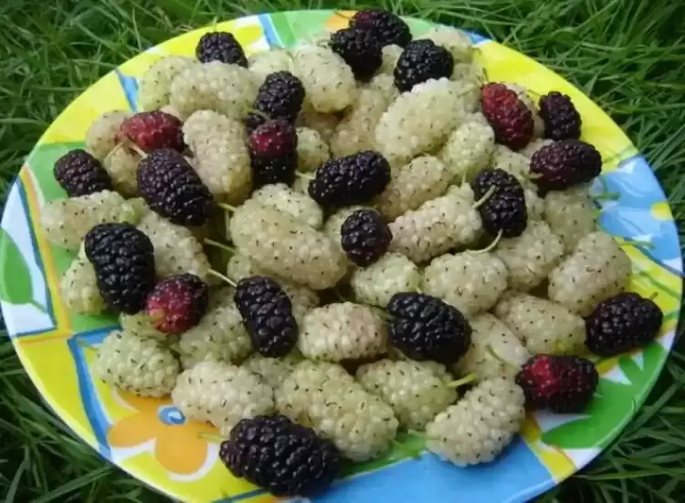 Μούρα, τα φρούτα του καλοκαιριού Μούρα, τα φρούτα του καλοκαιριού