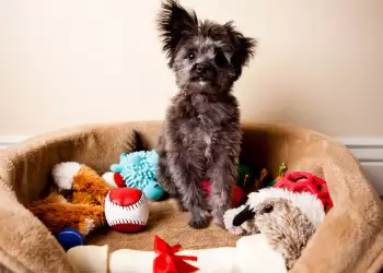 Πώς να σταματήσετε το σκύλο σας να φυλάει τρόφιμα και παιχνίδια