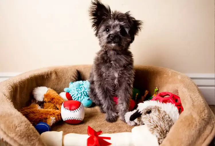 Πώς να σταματήσετε το σκύλο σας να φυλάει τρόφιμα και παιχνίδια Πώς να σταματήσετε το σκύλο σας να φυλάει τρόφιμα και παιχνίδια