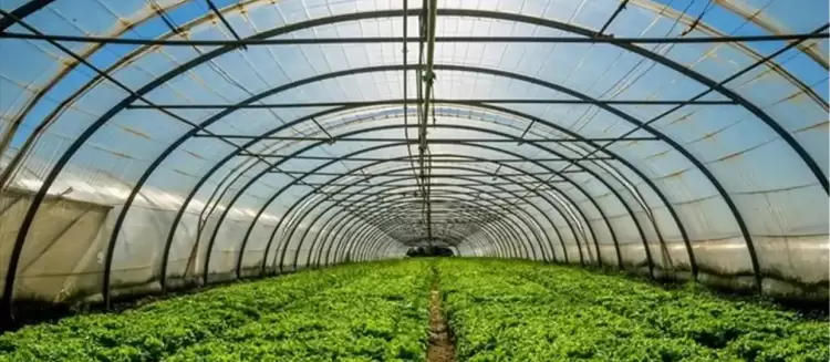 Ξεκινά το πρόγραμμα ενίσχυσης θερμοκηπιακών καλλιεργειών Ξεκινά το πρόγραμμα ενίσχυσης θερμοκηπιακών καλλιεργειών