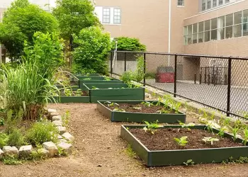 Επιστροφή στις ρίζες …Λαχανόκηποι στα νηπιαγωγεία και τα δημοτικά από το ερχόμενο σχολικό έτος