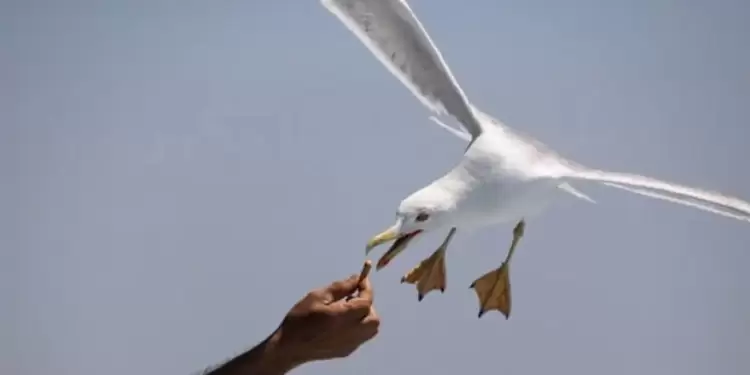 Οδηγίες για τη διαχείριση νεαρών γλάρων σε κατοικημένες περιοχές