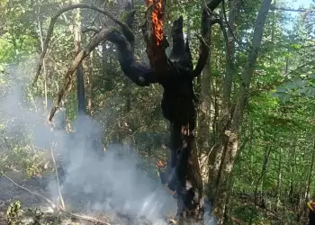 Όλυμπος: Φωτιά πάνω από το Καταφύγιο Κορομηλιάς: Τελευταίες εξελίξεις (vid)