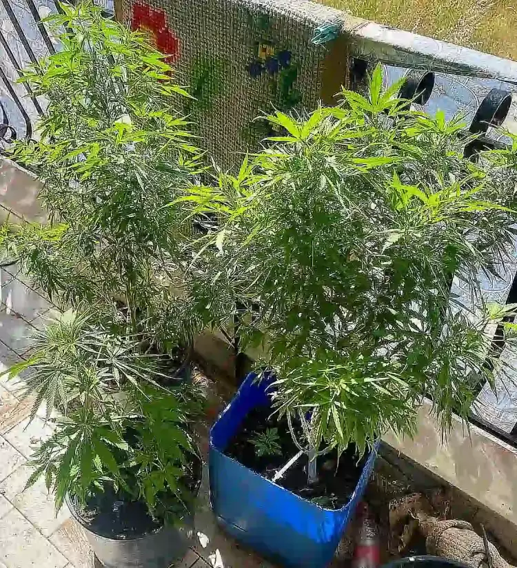 Σύλληψη άνδρα στην Πιερία για καλλιέργεια και κατοχή κάνναβης Σύλληψη άνδρα στην Πιερία για καλλιέργεια και κατοχή κάνναβης