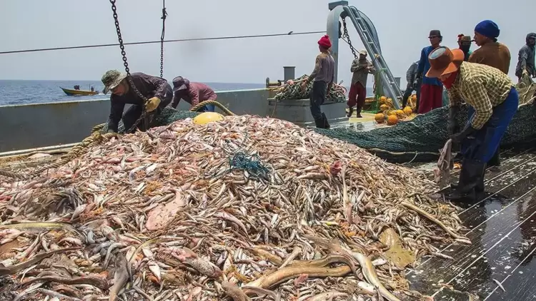 Τα ψάρια τελειώνουν