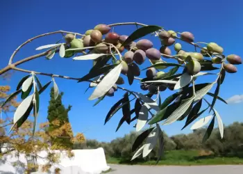 Δήλωση συγκομιδής ελαιοκάρπου και το Ελαιοκομικό Μητρώο