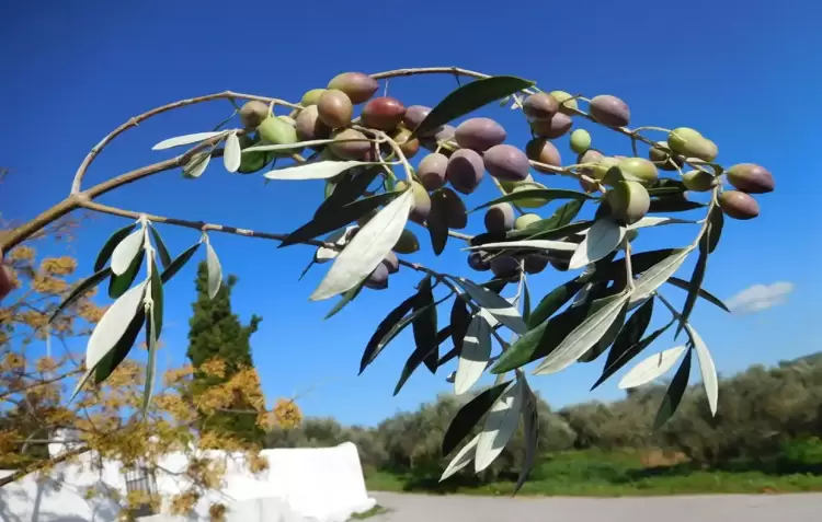 Δήλωση συγκομιδής ελαιοκάρπου και το Ελαιοκομικό Μητρώο Δήλωση συγκομιδής ελαιοκάρπου και το Ελαιοκομικό Μητρώο