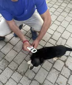 Ο μακρύς δρόμος για μια Κατερίνη χωρίς αδέσποτα ζώα