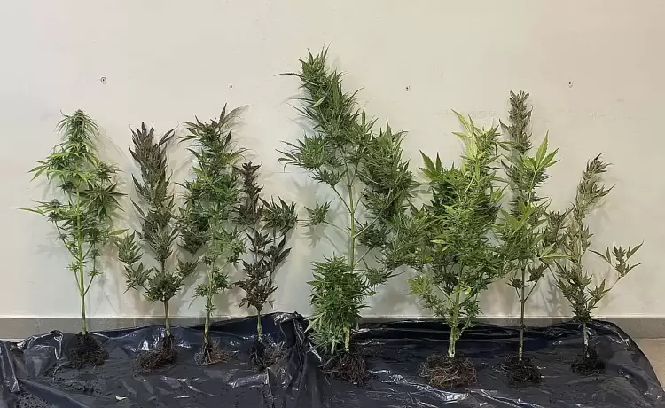 Σύλληψη άνδρα στην Πιερία για καλλιέργεια 7 δενδρυλλίων κάνναβης στην αυλή του