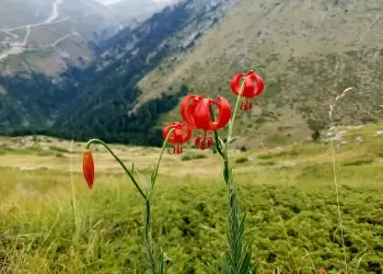 54ο Φεστιβάλ Ολύμπου: Εσπερίδα Πολιτιστικές Βοτανικές Διαδρομές του Ολύμπου, Λείβηθρα – Κιβωτός Βιοποικιλότητας