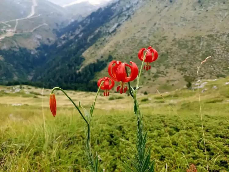 54ο Φεστιβάλ Ολύμπου: Εσπερίδα Πολιτιστικές Βοτανικές Διαδρομές του Ολύμπου, Λείβηθρα - Κιβωτός Βιοποικιλότητας 54ο Φεστιβάλ Ολύμπου: Εσπερίδα Πολιτιστικές Βοτανικές Διαδρομές του Ολύμπου, Λείβηθρα – Κιβωτός Βιοποικιλότητας