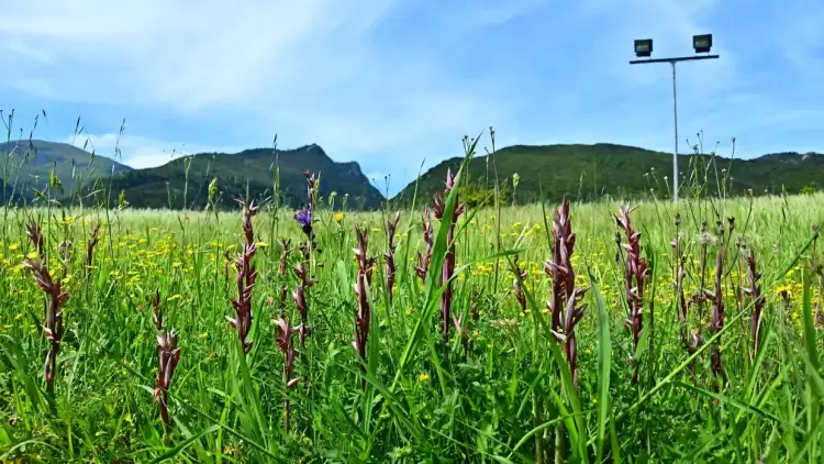 54ο Φεστιβάλ Ολύμπου – Εσπερίδα: Πολιτιστικές Βοτανικές Διαδρομές του Ολύμπου, Λείβηθρα Κιβωτός Βιοποικιλότητας