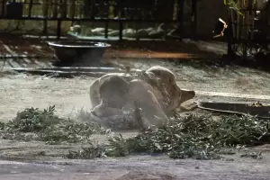 Αρχαίο Θέατρο Δίου: «ζ η θ, ο Ξένος» Μια επιστροφή στις πηγές: επίσκεψη σε τρεις ραψωδίες της Οδύσσειας