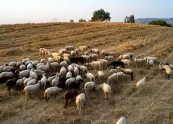 Αυτόματο προσχέδιο