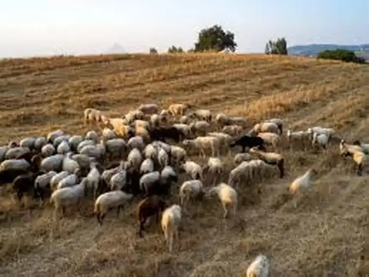 Αυτόματο προσχέδιο