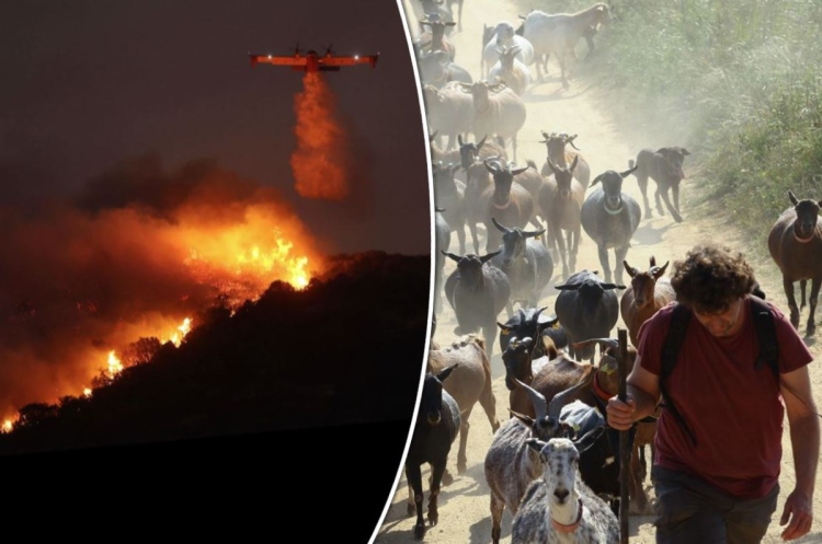 Αυτόματο προσχέδιο