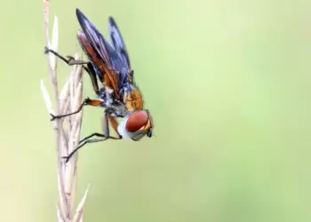 Αυτόματο προσχέδιο