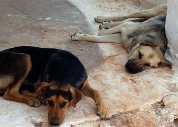 Φόλες στη Νέα Έφεσο: Δύο σκυλιά νεκρά, ένας επιζών παλεύει για τη ζωή