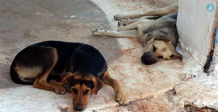 Φόλες στη Νέα Έφεσο: Δύο σκυλιά νεκρά, ένας επιζών παλεύει για τη ζωή