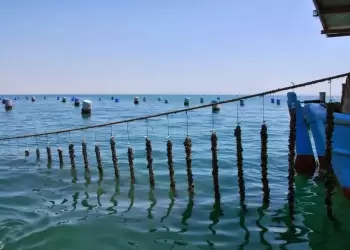 Μακρύγιαλος Πιερίας: Τρεις συλλήψεις για μεταφορά 4 τόνων οστράκων