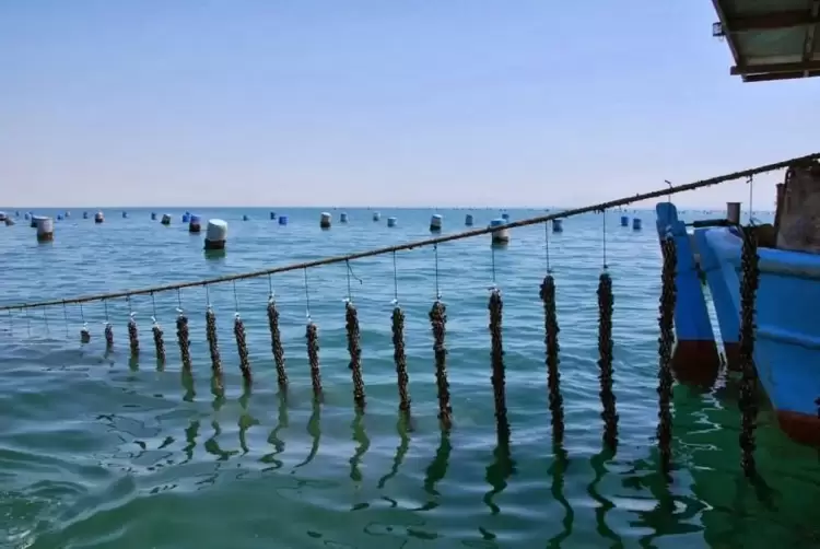 Μακρύγιαλος Πιερίας: Τρεις συλλήψεις για μεταφορά 4 τόνων οστράκων