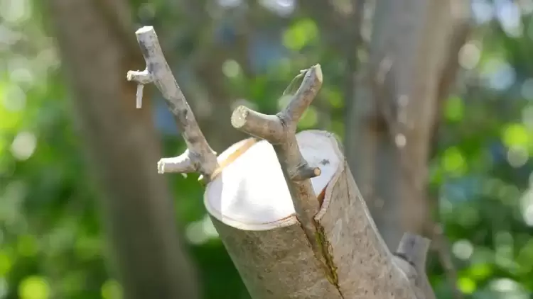 Οι ξερόλες Οι ξερόλες