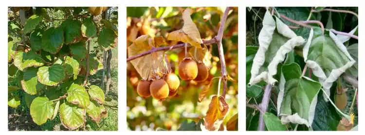 Οι Υψηλές θερμοκρασίες του καλοκαιριού περιορίζουν την ανάπτυξη του Ακτινιδίου