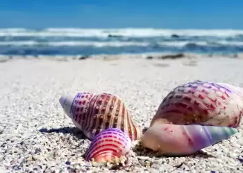 Τα κοχύλια δεν είναι σουβενίρ – Επιστήμονες εξηγούν γιατί πρέπει να τα αφήνουμε στην παραλία