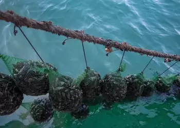 Θεσσαλονίκη: ραγδαία επέκταση μυδοκαλλιεργειών χωρίς άδεια στη Χαλάστρα