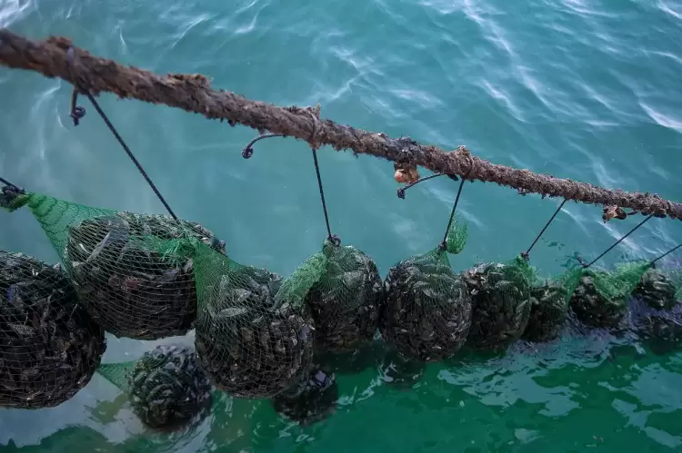 Θεσσαλονίκη: ραγδαία επέκταση μυδοκαλλιεργειών χωρίς άδεια στη Χαλάστρα