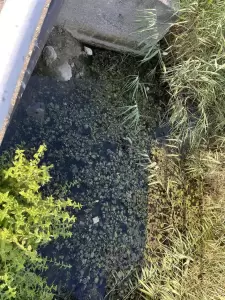 Ζητούν να καθαριστεί το ρέμα παραλίας Μακρυγιάλου