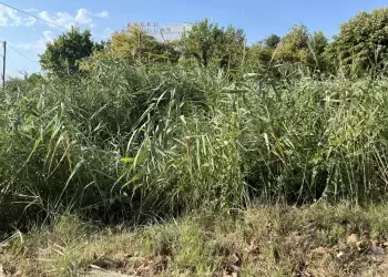 Ζητούν να καθαριστεί το ρέμα παραλίας Μακρυγιάλου