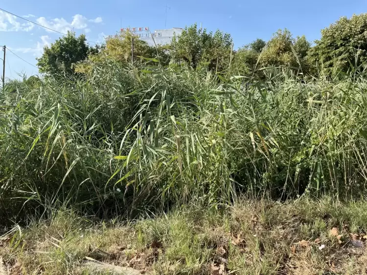 Ζητούν να καθαριστεί το ρέμα παραλίας Μακρυγιάλου Ζητούν να καθαριστεί το ρέμα παραλίας Μακρυγιάλου