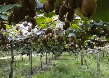 Ακτινίδια 2025 2026: Ενημέρωση Πιερίας για συγκομιδή & εμπορία