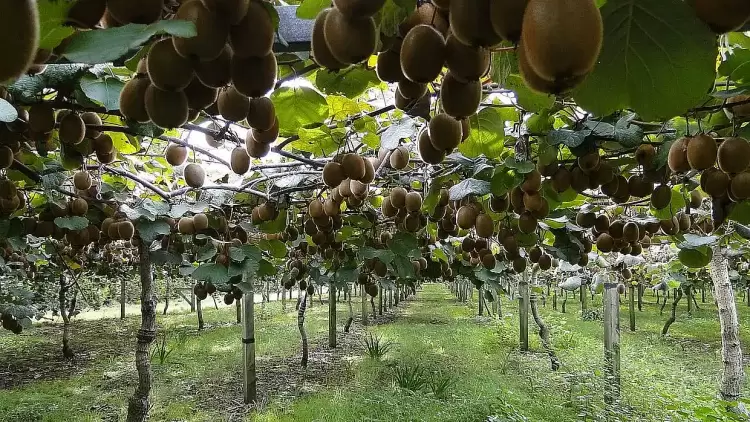 Ακτινίδια 2025-2026: Ενημέρωση Πιερίας για συγκομιδή & εμπορία Ακτινίδια 2025 2026: Ενημέρωση Πιερίας για συγκομιδή & εμπορία