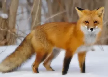 Η αλεπού και οι παροιμίες της Η αλεπού και οι παροιμίες της