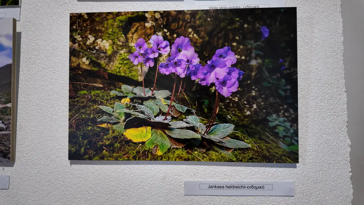 Αυτόματο προσχέδιο