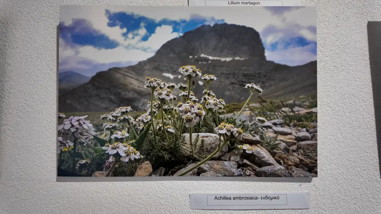 Αυτόματο προσχέδιο