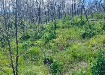 Επιστήμονες στο ΑΠΘ: Χαρτογραφούν την υγεία όλων των ελληνικών δασών